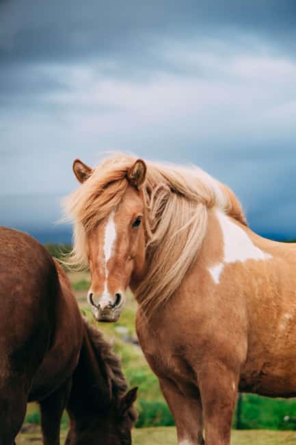 Reykjadalur: Horseback Riding Tour for Families & Beginners - Small groups and friendly instruction