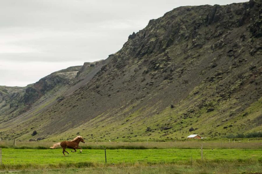 Reykjadalur: Horseback Riding Tour for Families & Beginners - Getting the timing right