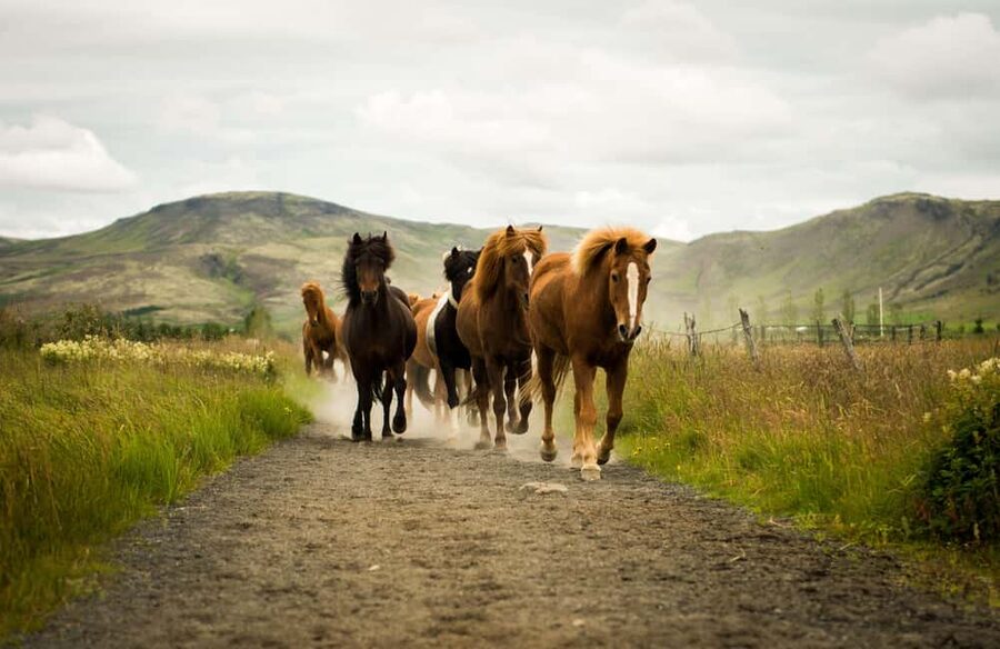 Reykjadalur: Horseback Riding Tour for Families & Beginners - What the one-hour ride is like