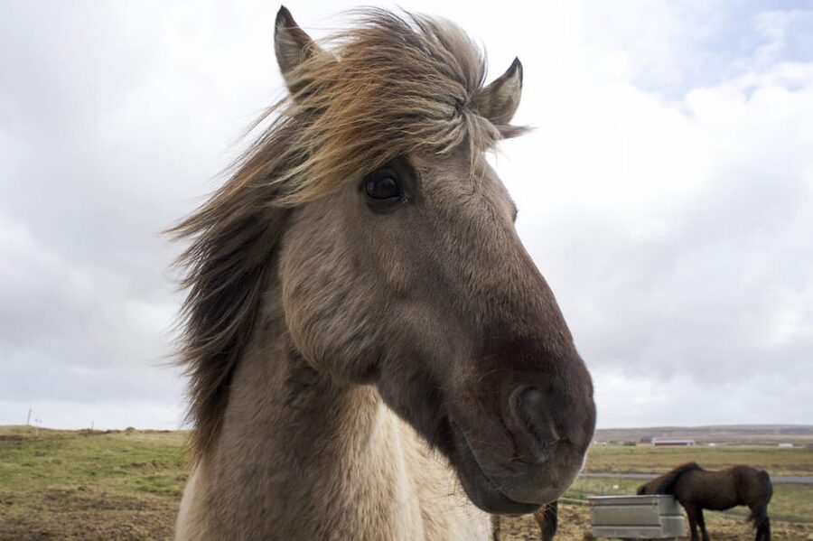 Reykjavik Combo: Horse Riding & Snorkeling in Silfra Fissure - Two Icelandic experiences in one long day