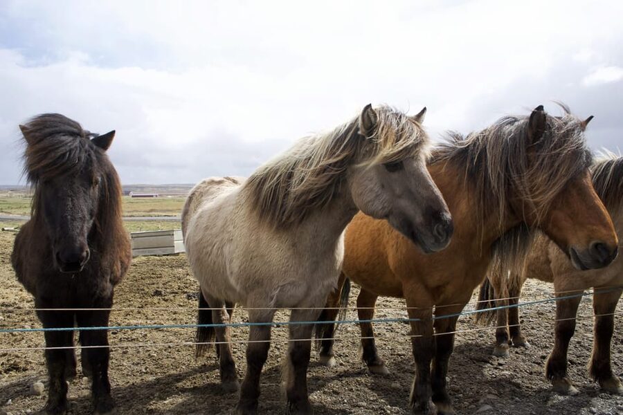 Reykjavik Combo: Horse Riding & Snorkeling in Silfra Fissure - The awkward gap between water and horses