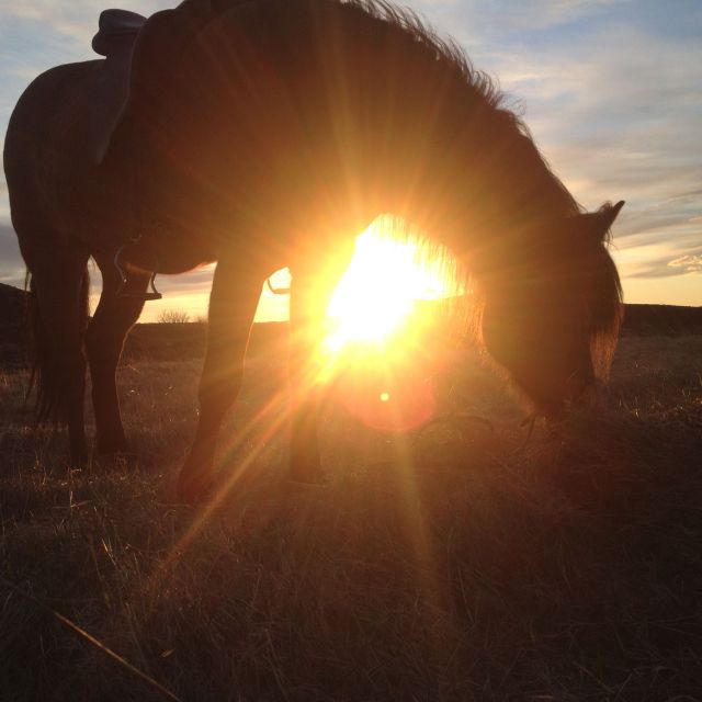 Reykjavik: Evening Sleipnir Horse Riding Tour with Pickup - Booking details worth knowing