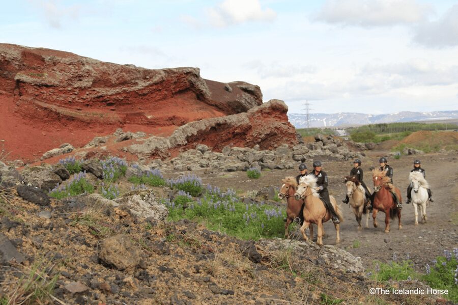 Reykjavík: Horse Riding Tours - Key points to know before you ride