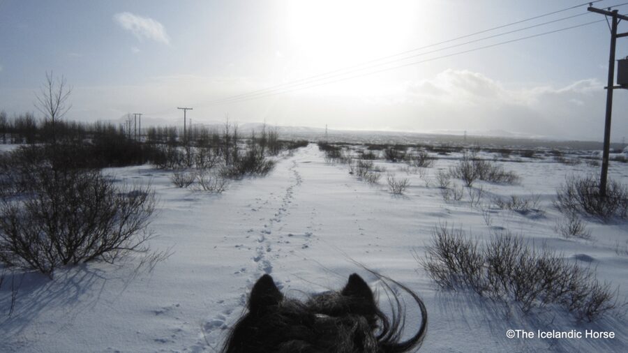 Reykjavík: Horse Riding Tours - How much value is there at $200?