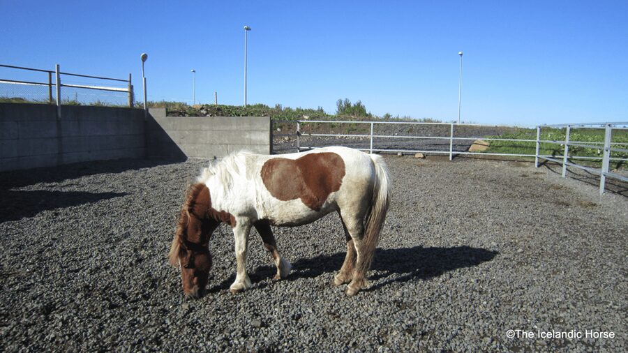 Reykjavík: Horse Riding Tours - Should you book the Reykjavík horse riding tour?