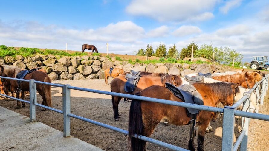Reykjavik: Red Lava Horse Riding Tour - Riding through the Redhills