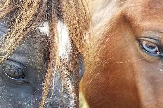 Ride Horses on the Beach - The horses and the human care