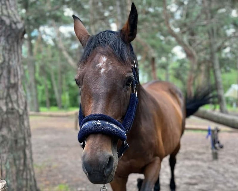 Riga Horse Riding tour along the Beach - What the private format adds