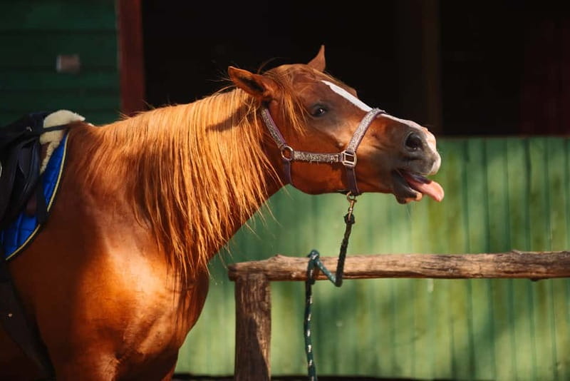 Riga Horse Riding tour along the Beach - The guide and service experience