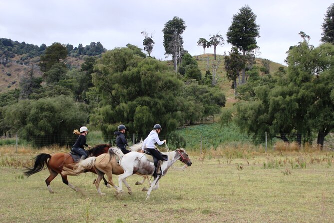 River Valley Stables - Burn The Breeze, Half Day Horse Ride For Riders - The three-hour route through Rangitikei country