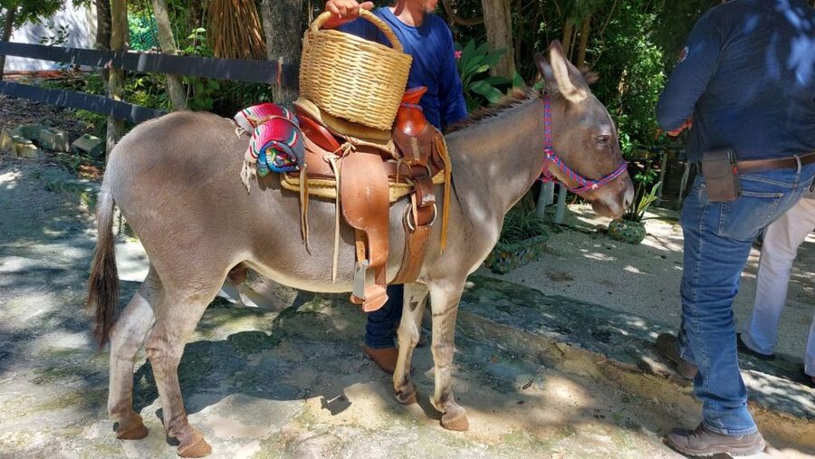 Riviera Maya: Horseback Riding at Rancho Bonanza - The horses and the ranch’s approach