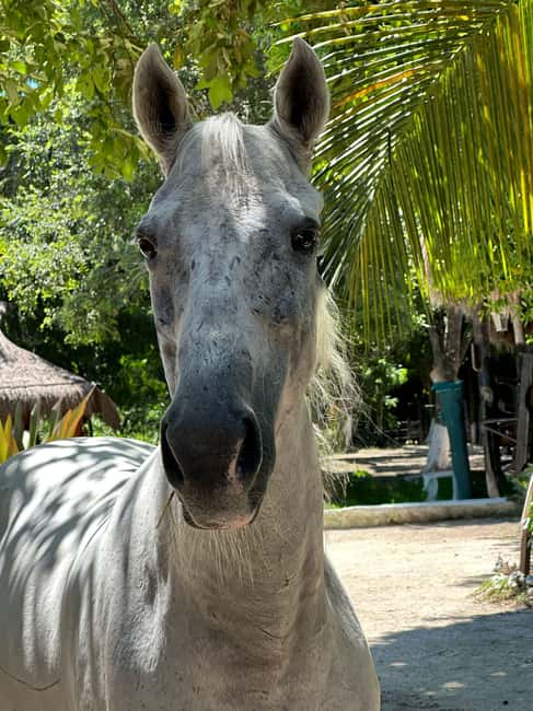 Riviera Maya: Horseback Riding at Rancho Bonanza - Learning about natural chewing gum and melipona honey