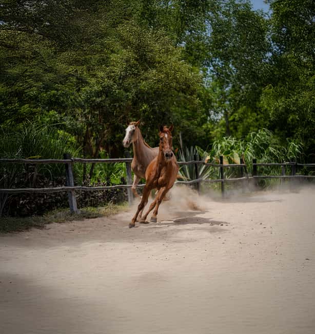 Riviera Maya: Horseback Riding at Rancho Bonanza - Who will enjoy Rancho Bonanza most