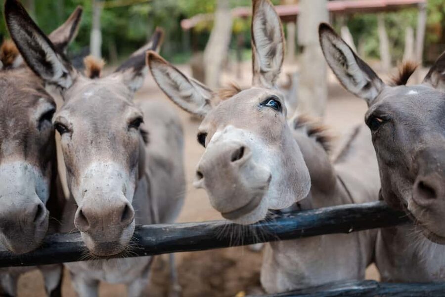 Riviera Maya: Horseback Riding at Rancho Bonanza - Booking, cancellations, and timing