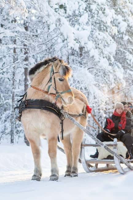 Rovaniemi: Horse Sleigh Ride under the Night Sky - Key points to know before you book