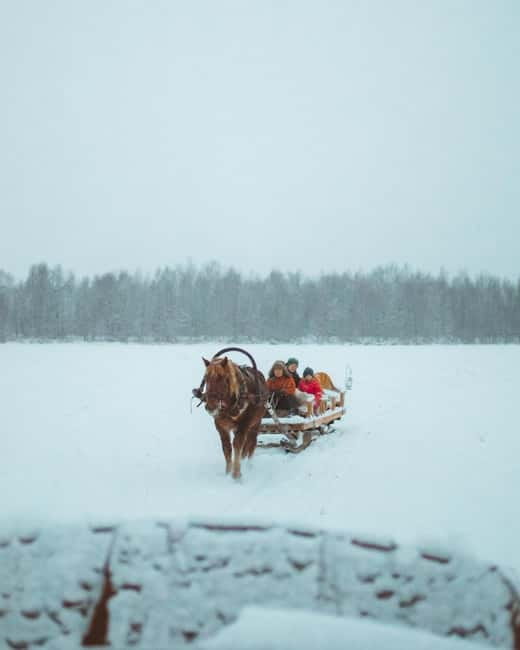 Rovaniemi: Horse Sleigh Ride under the Night Sky - What $185 buys you in Rovaniemi