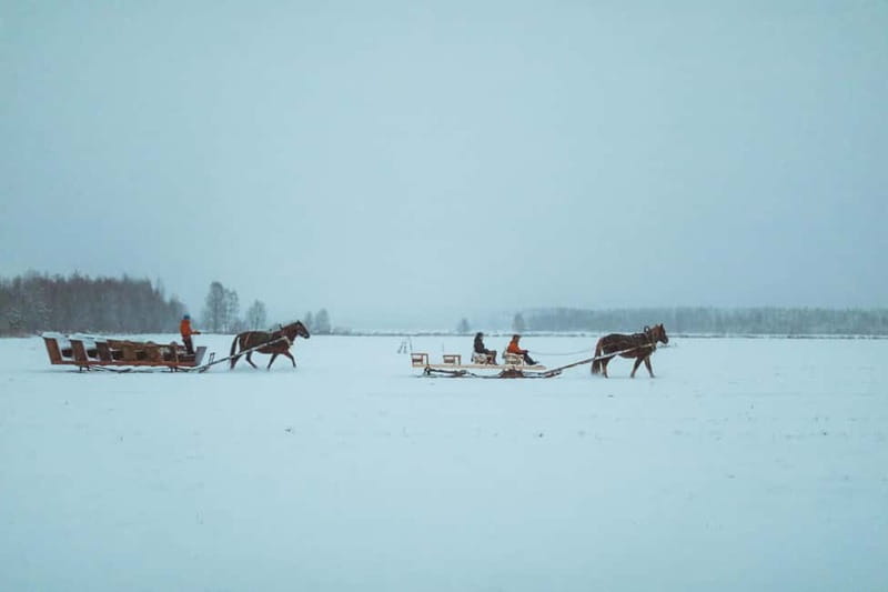 Rovaniemi: Horse Sleigh Ride under the Night Sky - Should you book the Apukka horse sleigh ride?
