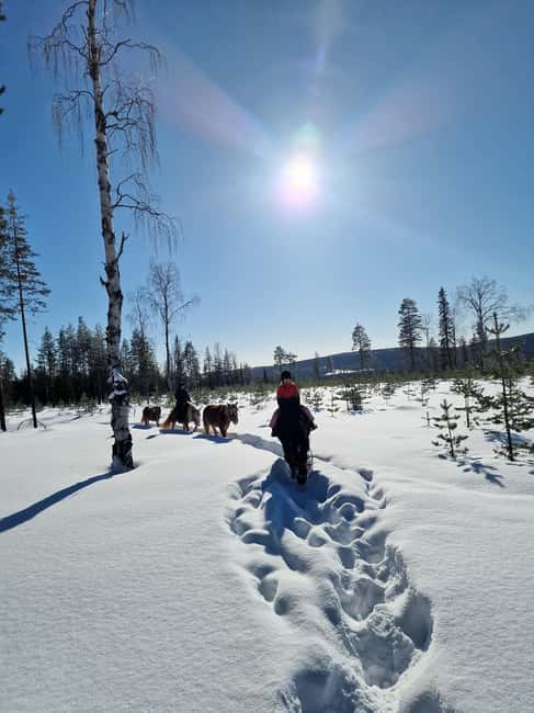 Rovaniemi: Winter Horseback Ride on Snowy Hills and Forests - Key points at a glance