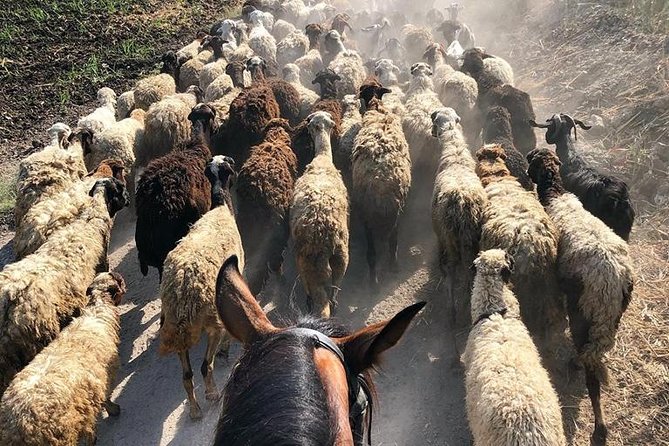 Rural Horse Riding Adventure - Learning to ride before entering the fields