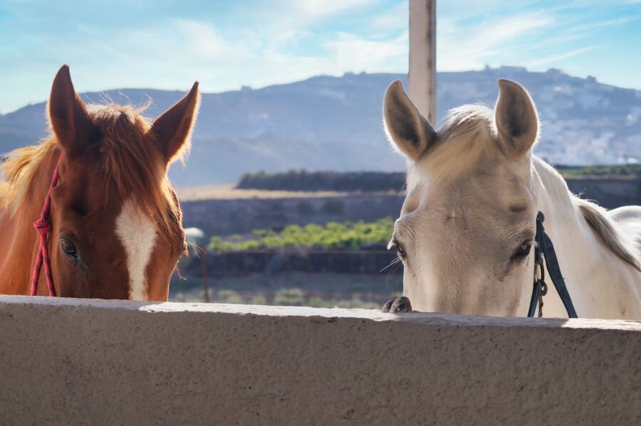 Santorini: Horseback Riding Tour on the Beach - Is $112 a fair price?