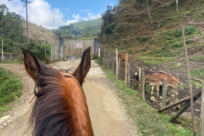 Scenic Horseback Riding in the Medellín Mountains - Should You Book Colombian Horses?