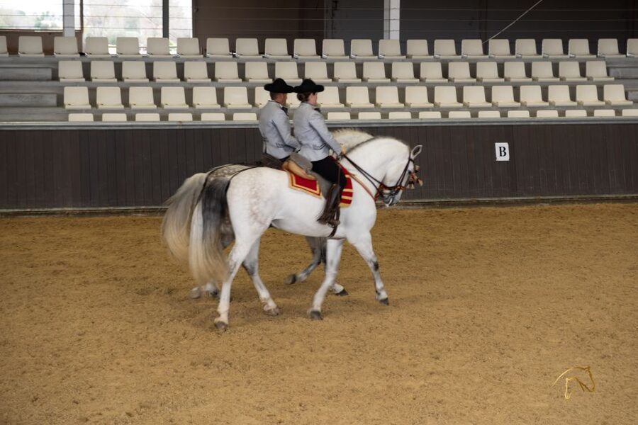 Seville: Horse's Show Entry Ticket. Optional Stud Farm Visit - Key points before you book