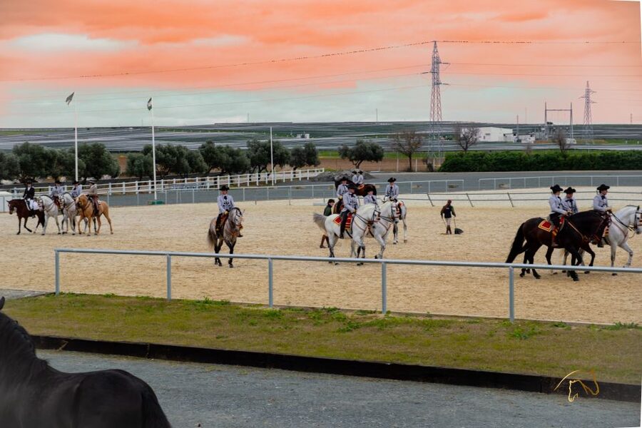 Seville: Horse's Show Entry Ticket. Optional Stud Farm Visit - What happens at Yeguada Torreluna