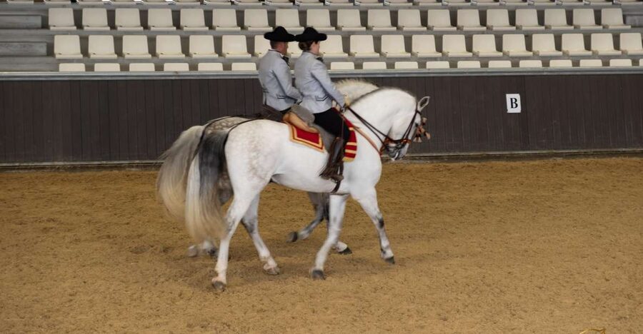 Seville: Horse's Show Entry Ticket. Optional Stud Farm Visit - Why the Spanish horses are the main attraction