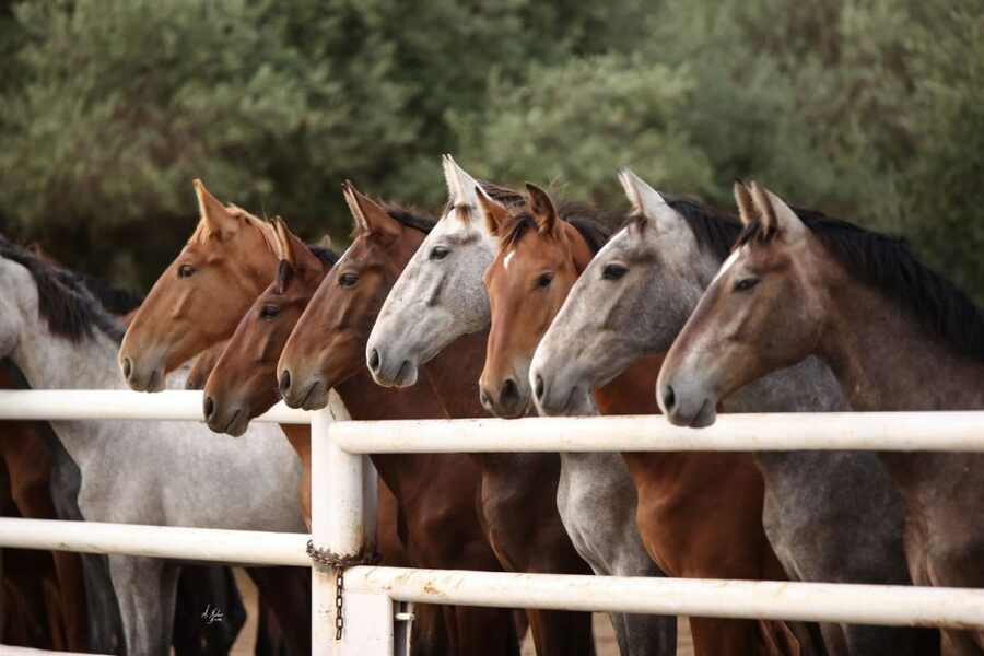 Seville: Horse's Show Entry Ticket. Optional Stud Farm Visit - Which option suits you best?