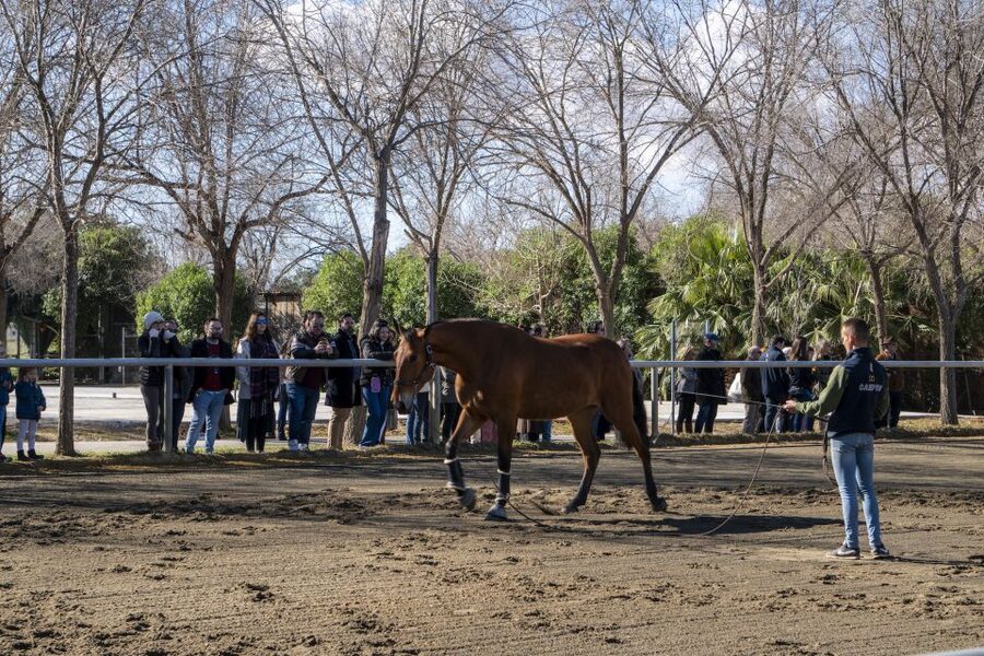 Seville: Horse's Show Entry Ticket. Optional Stud Farm Visit - Practical details for a smoother visit