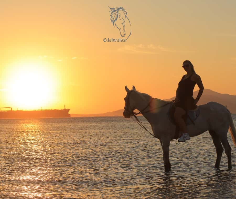 Sharm El Shiekh: Beach and City Desert Horse Riding Tour - From Edelweiss Center to the open ground around Sharm