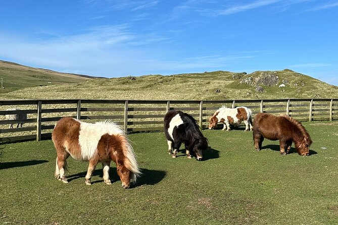 Shetland Pony Express - Key points to know before booking