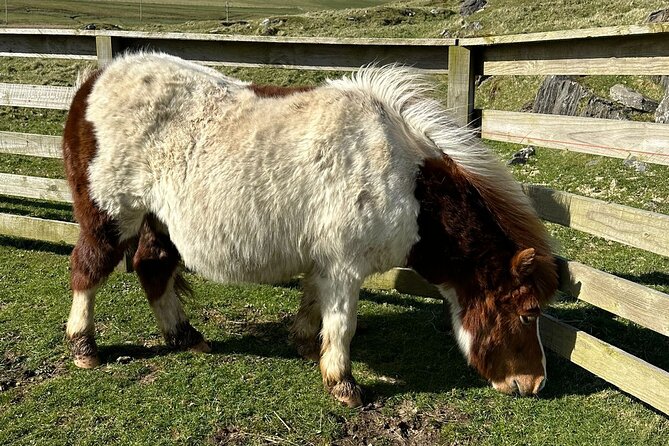 Shetland Pony Express - Scalloway, Shetland’s former capital