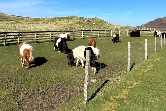 Shetland Pony Express - The bus ride through Lerwick and Tingwall Valley