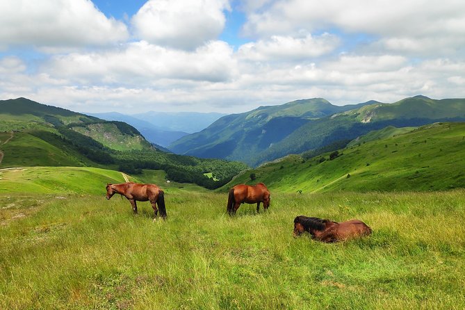Short Horseback riding - Kolasin - A gentle introduction to horseback riding near Kolašin