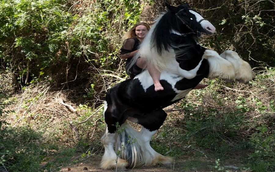 Side: Horse Safari Tour - What the horses add to the experience