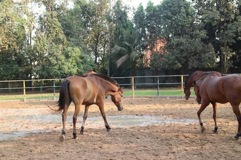 Siem Reap Happy Horse Riding Free Pick-up & Drop-off - Riding through villages and farmland