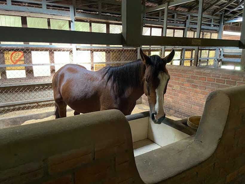 Siem Reap Happy Horse Riding Free Pick-up & Drop-off - What the $72 price really covers