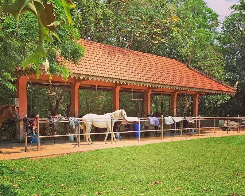 Siem Reap Happy Horse Riding Free Pick-up & Drop-off - A relaxed outing, with a few limits