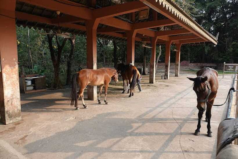 Siem Reap Happy Horse Riding Free Pick-up & Drop-off - Who will enjoy this experience most