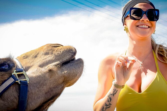 Sky Bike Free Camel Ride and Horseback Riding - Camels, horses, and the Pacific shore at Migriño
