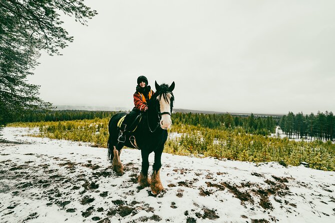 Small-Group Arctic Circle Horse Riding from Rovaniemi - What the three-hour outing feels like