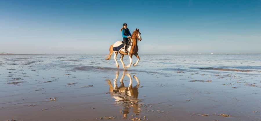 Soma Bay: Horse Riding Beach and Desert Tour With Transfer - From your hotel to the Red Sea stables