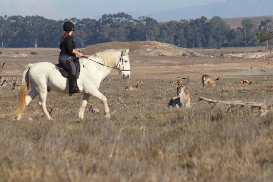Stellenbosch: Horse Riding Wildlife Safari - Key points to know before you book