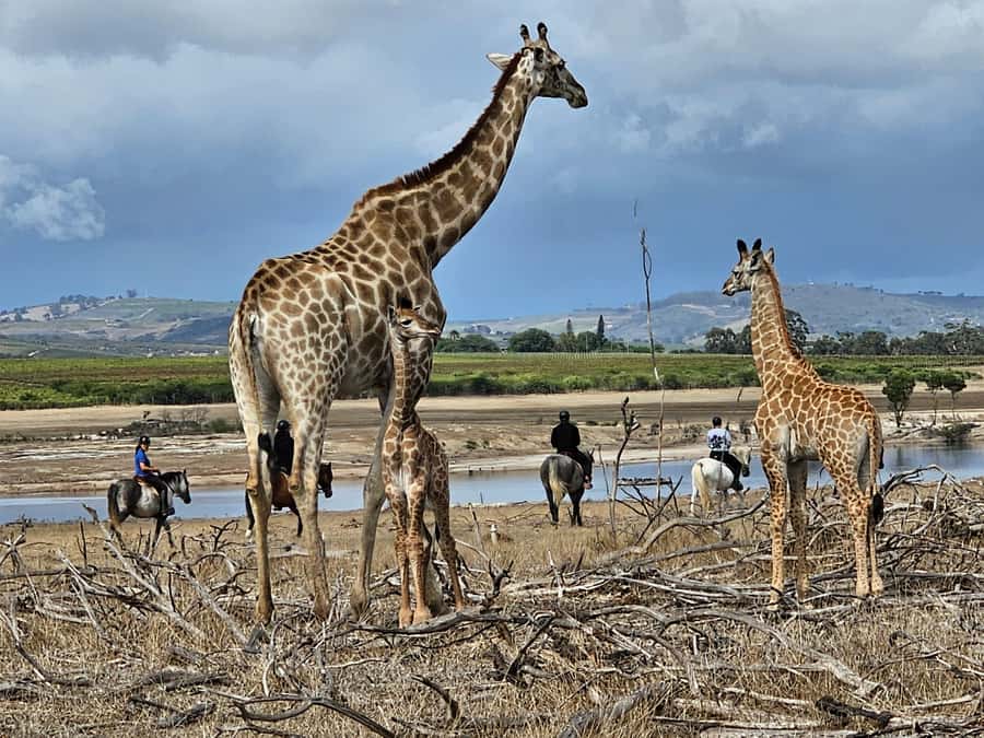 Stellenbosch: Horse Riding Wildlife Safari - Riding into a 240-hectare reserve near Stellenbosch