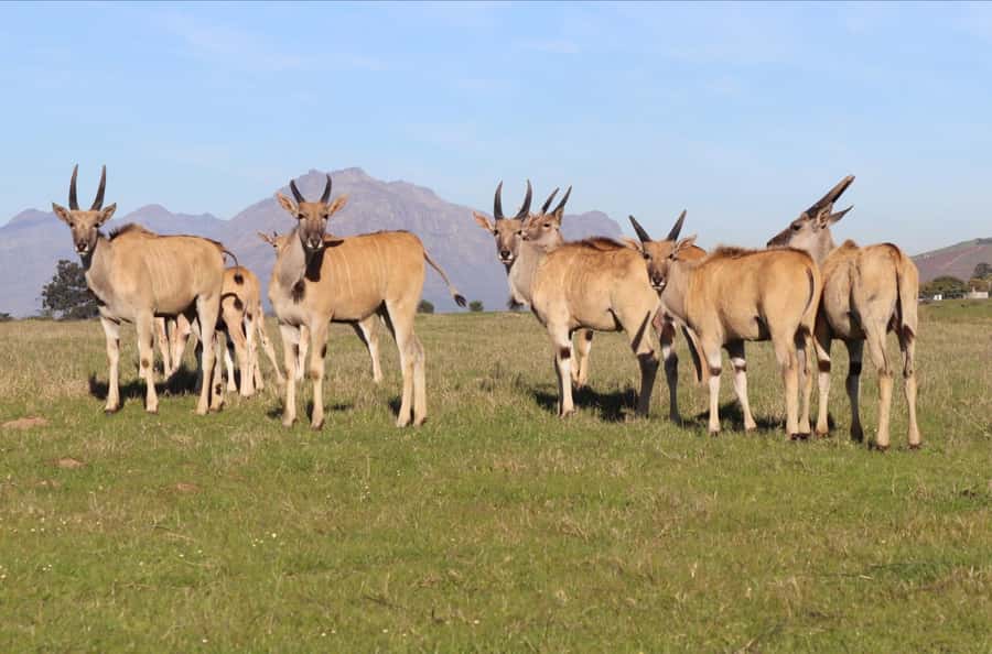 Stellenbosch: Horse Riding Wildlife Safari - Looking for giraffe, zebra, and antelope from the saddle