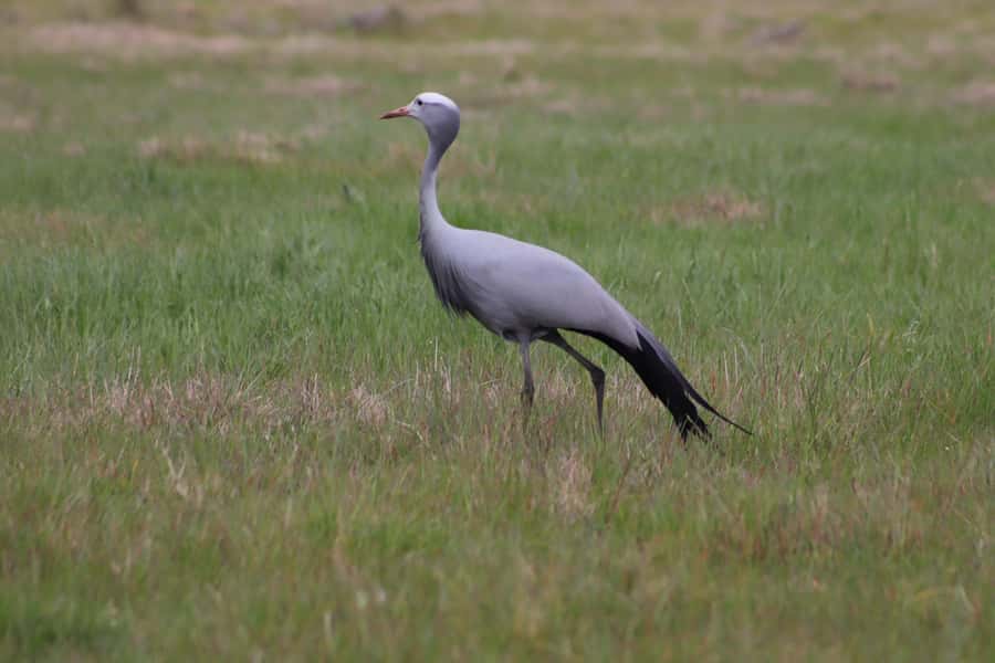 Stellenbosch: Horse Riding Wildlife Safari - The strict 75kg rule deserves careful attention