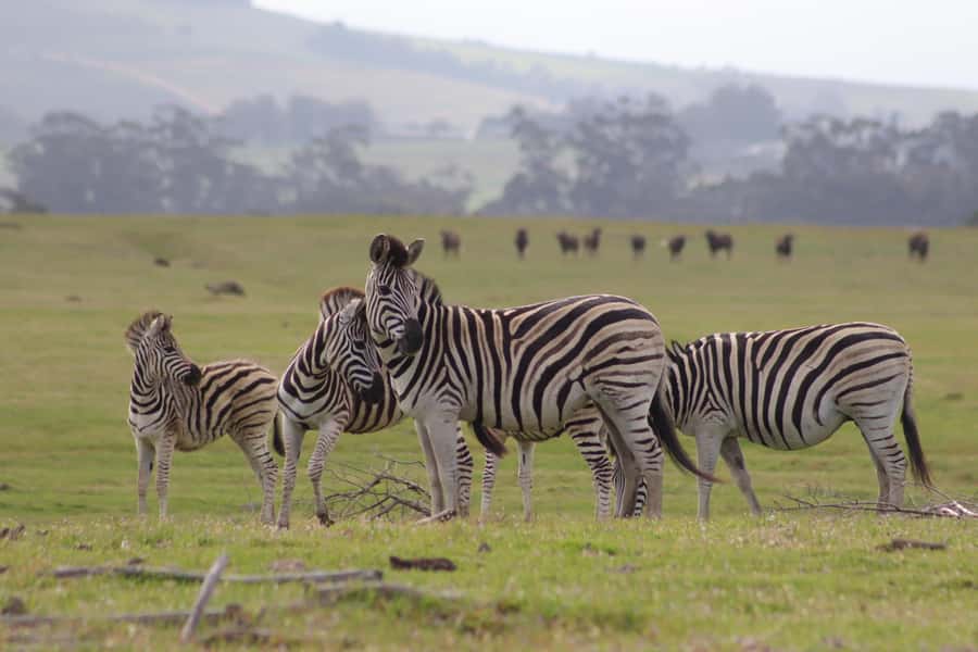Stellenbosch: Horse Riding Wildlife Safari - Is $98 good value for 90 minutes?