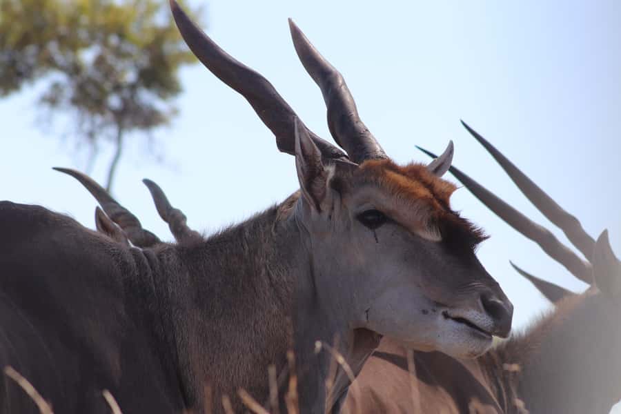 Stellenbosch: Horse Riding Wildlife Safari - What to bring and what to leave behind