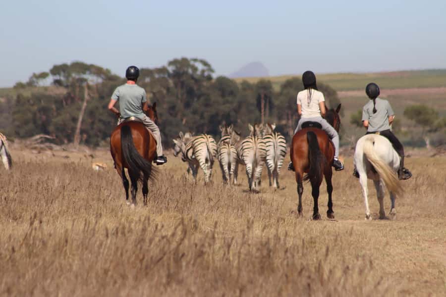 Stellenbosch: Horse Riding Wildlife Safari - What the first few minutes are like